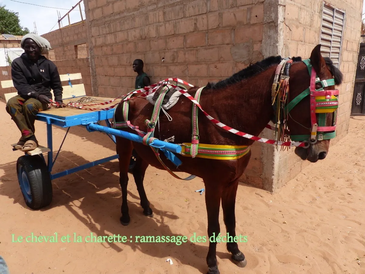 Le cheval et la charrette : ramassage des déchets